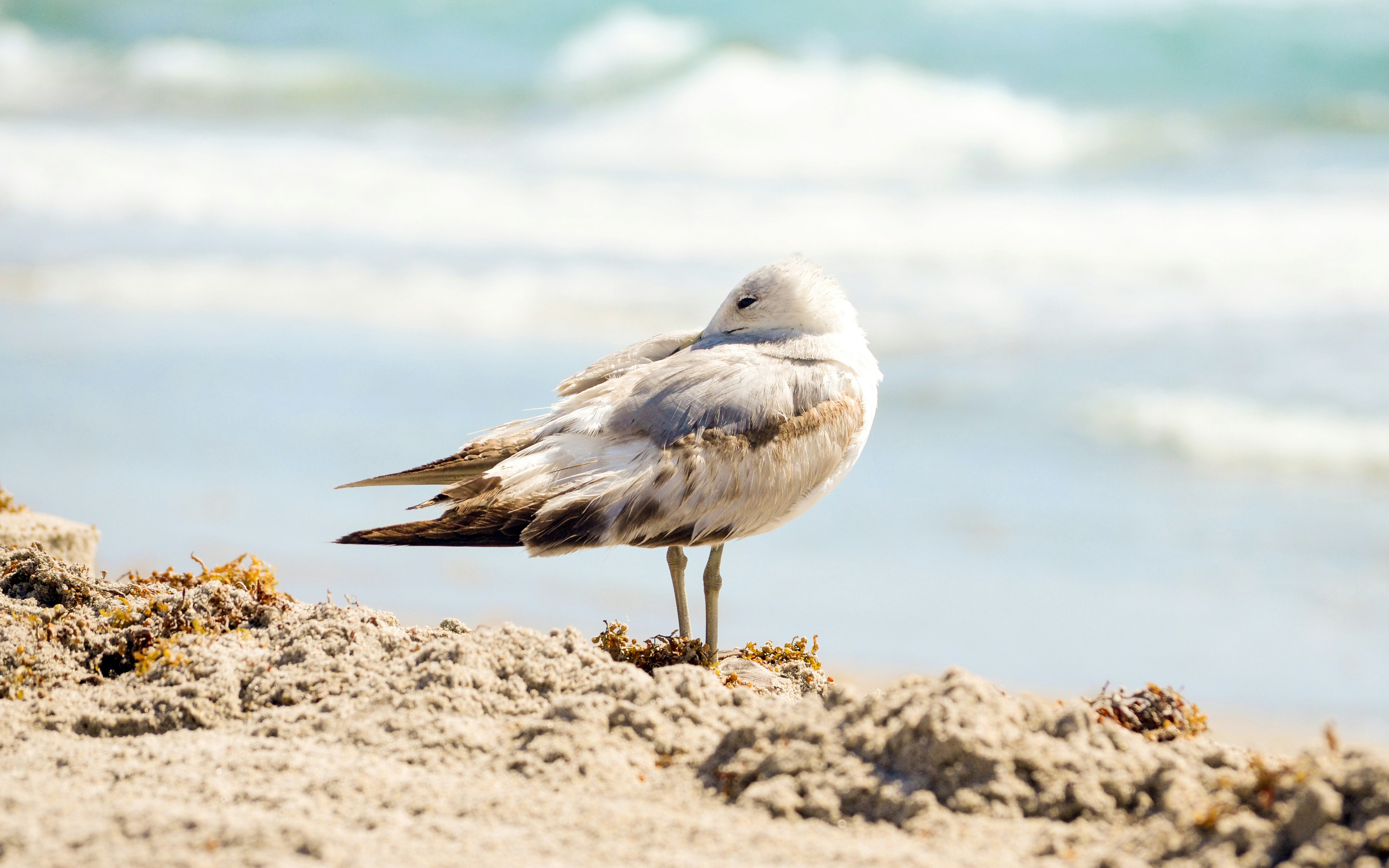 white and gray bird on brown sand during daytime